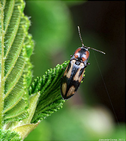 Elateridae: Selatosomus cruciatus (Linnaeus, 1758)