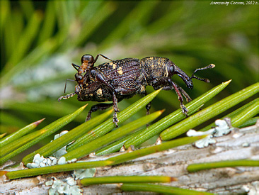 Curculionidae: Hylobius abietis (Linnaeus, 1758)