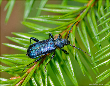 Cerambycidae: Callidium violaceum (Linnaeus, 1758)