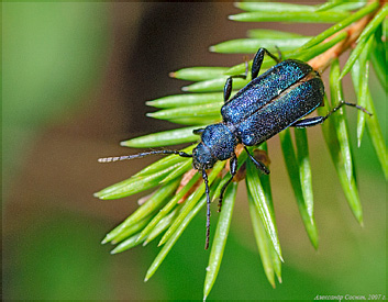 Cerambycidae: Callidium violaceum (Linnaeus, 1758)