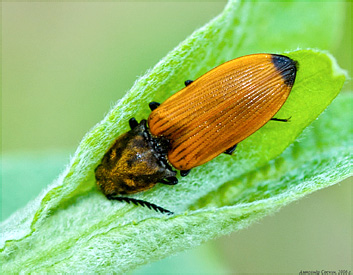 Elateridae: Anostirus castaneus (Linnaeus, 1758)