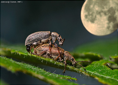 Curculionidae: Phyllobius pyri (Linnaeus, 1758)