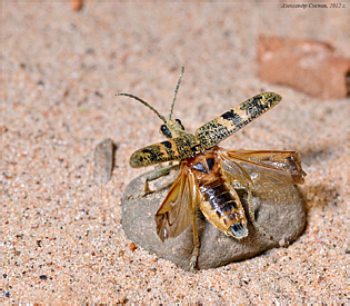 Cerambycidae: Rhagium mordax (De Geer, 1775)