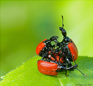 Attelabidae: Apoderus coryli (Linnaeus, 1758)