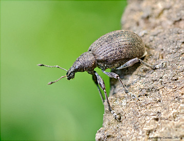 Curculionidae: Liophloeus tesselatus (Mueller, 1776)