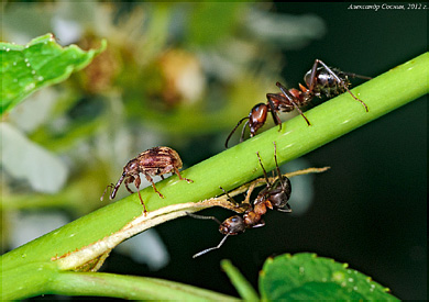 Curculionidae: Furcipus rectirostris (Linnaeus, 1758)