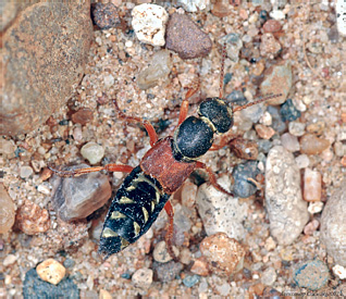 Staphylinidae: Staphylinus caesareus Cederhjelm, 1798