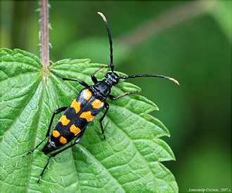 Cerambycidae: Leptura quadrifasciata Linnaeus, 1758