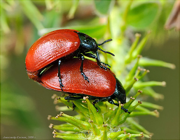 Chrysomelidae: Chrysomela populi (Linnaeus, 1758)