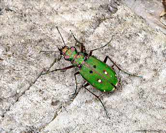 Carabidae: Cicindela campestris Linnaeus, 1758