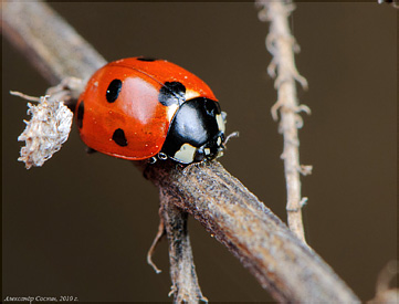 Coccinellidae: Coccinella septempunctata Linnaeus, 1758