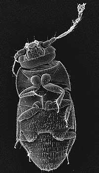 Baeocrara variolosa (Mulsant et Rey, 1861)