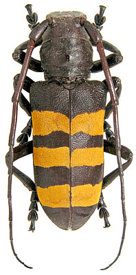 Analeptes trifasciata (Fabricius, 1775)