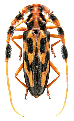 Batus barbicornis (Linnaeus, 1764)