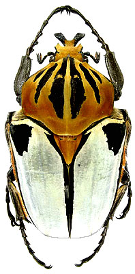 Goliathus cacicus Olivier, 1789