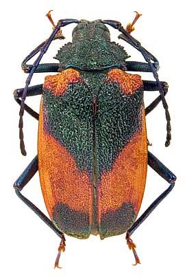 Hileolaspis auratus (Linnaeus, 1758)