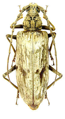 Neocerambyx gigas (Thomson, 1878)