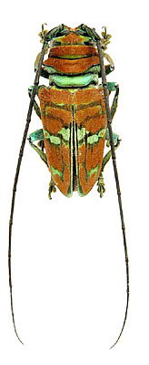 Sternotomis pulchra (Drury, 1773)