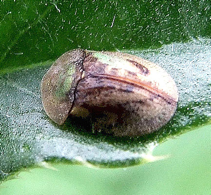 Cassida vibex Linnaeus, 1767 (Chrysomelidae)