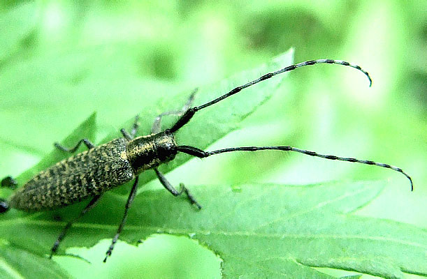 Agapanthia villosoviridescens (De Geer, 1775) (Cerambycidae)