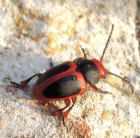 Colaspidema (Colaphomega) rufifrons