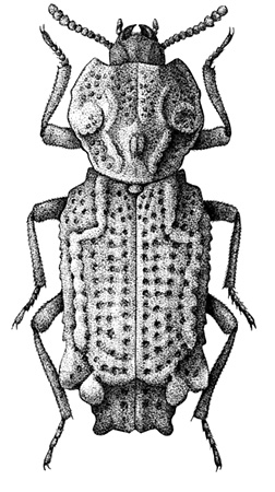 Phellopsis amurensis Heyden, 1885