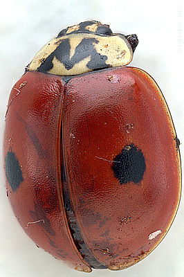 Adalia bipunctata (L., 1758)