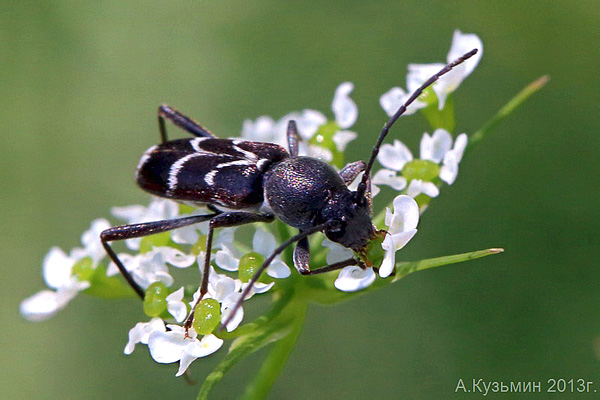 Chlorophorus sartor (O.Mueller, 1766)