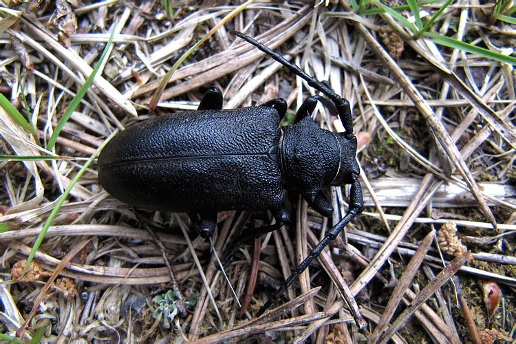 Lamia textor (Linnaeus, 1758)