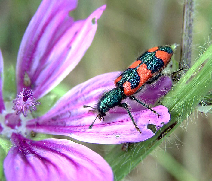 Trichodes favarius