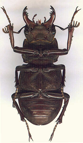 Lucanus ibericus, 