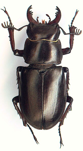 Lucanus ibericus, 