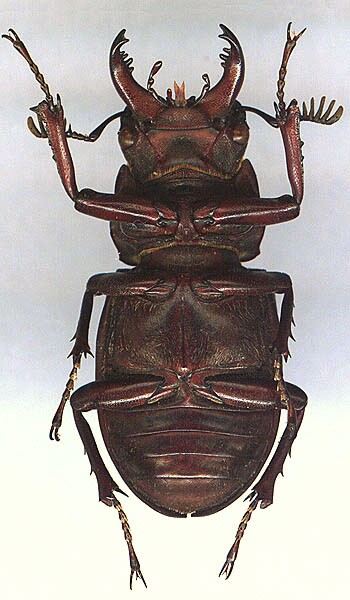 Lucanus ibericus, 