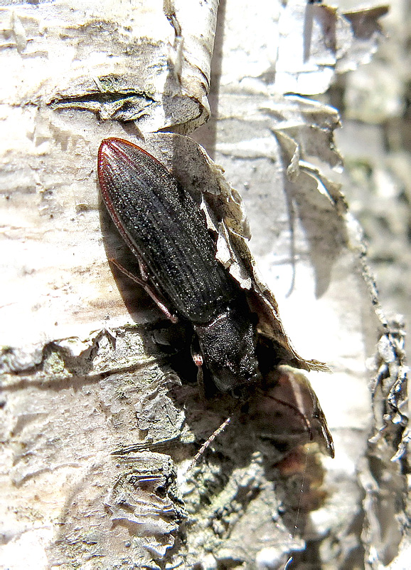 Pseudanostirus ecarinatus (Stepanov, 1930)</b> - det. A.Prosvirov, 2016