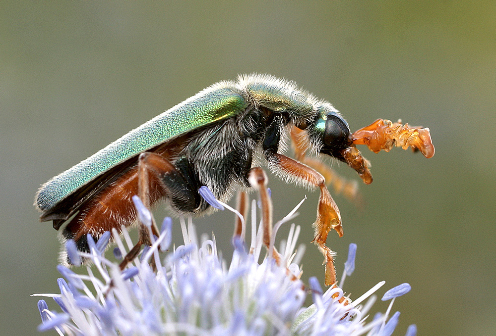 Cerocoma schreberi