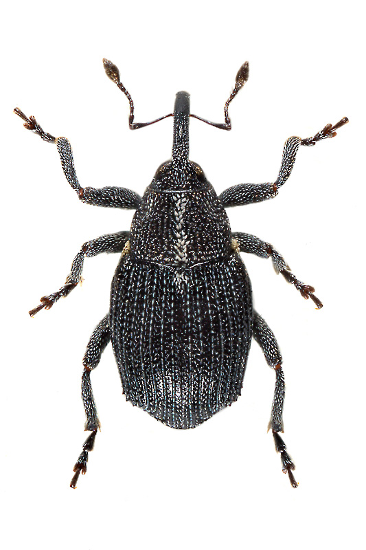 Ceutorhynchus skytha Korotyaev, 1980