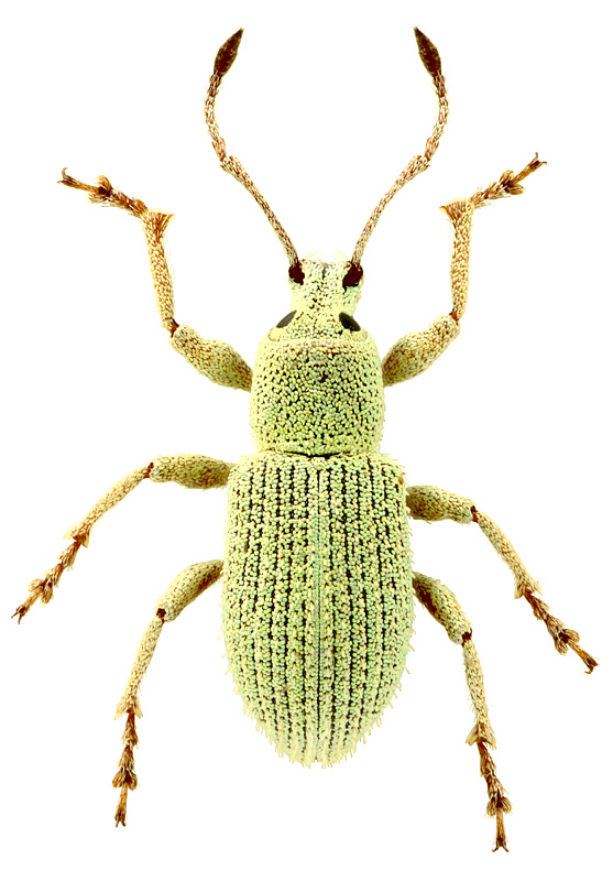 Chloebius sp.