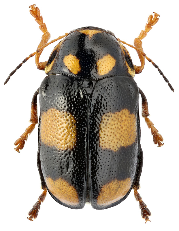 Cryptocephalus tetratyrus Sols.