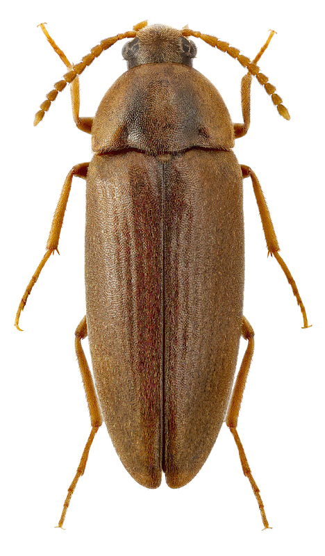 Hallomenus binotatus (Quens.)