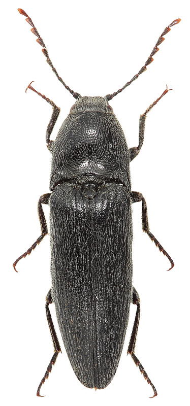 melanotus_brunnipes.jpg