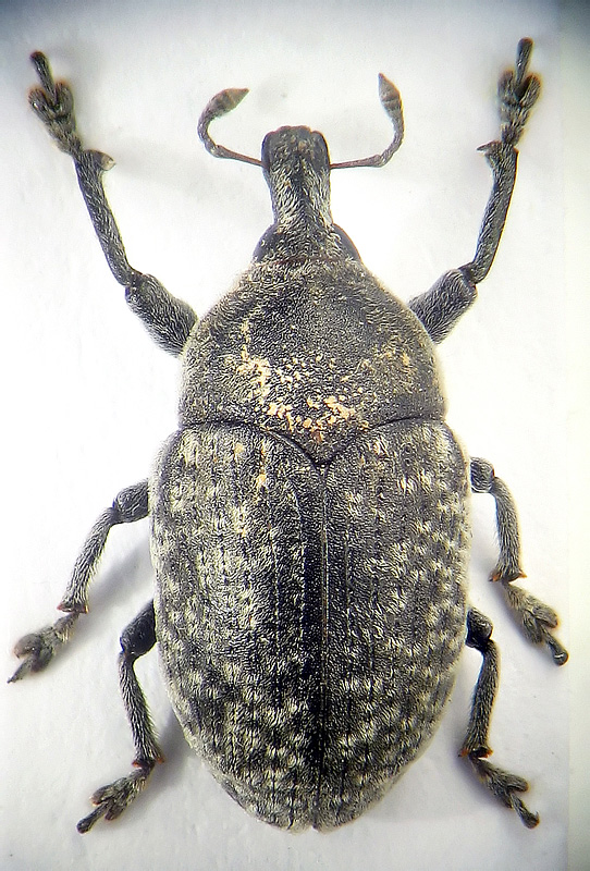 Larinus (Larinomesius) canescens Gyllenhal, 1835 - det. .. 