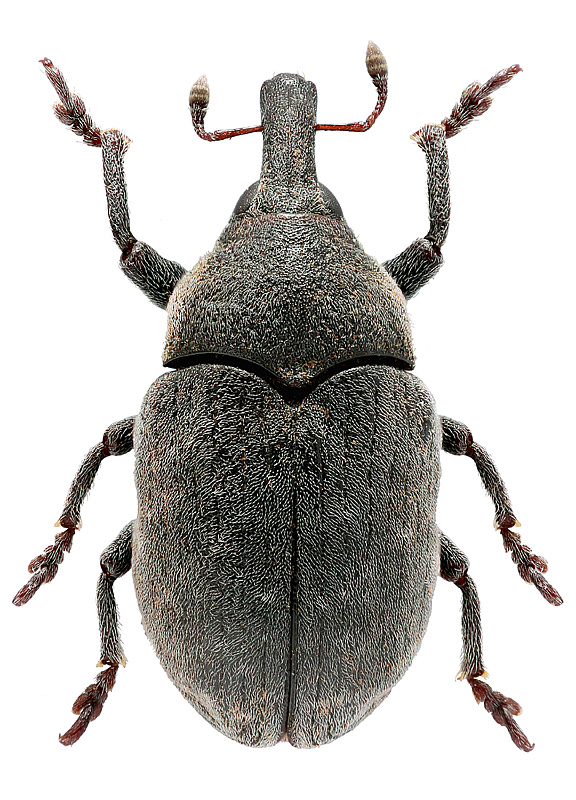 Larinus serratulae