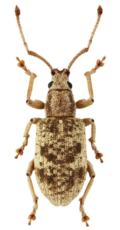 Lepidepistomodes fumosus (Faust)