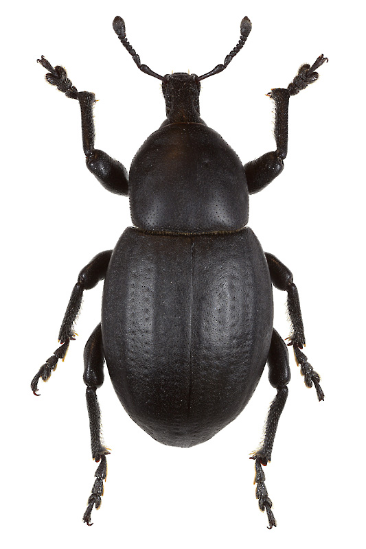 Liparus tenebrioides Pallas, 1781