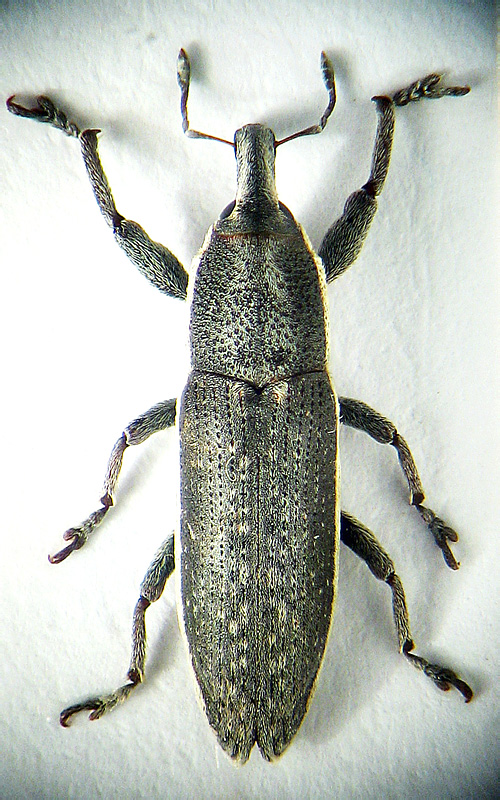 Lixus (Compsolixus) linnei Faust, 1888 - det. .. 