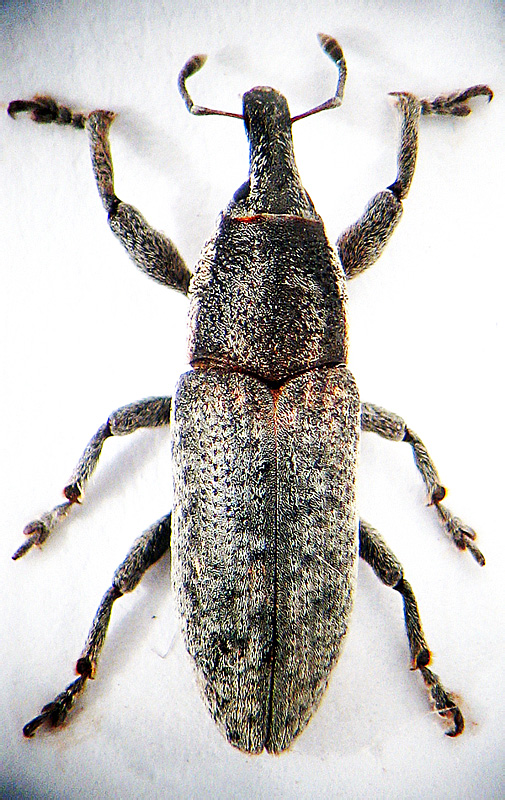 Lixus (Eulixus) punctirostris Boheman, 1843 - det. .. 