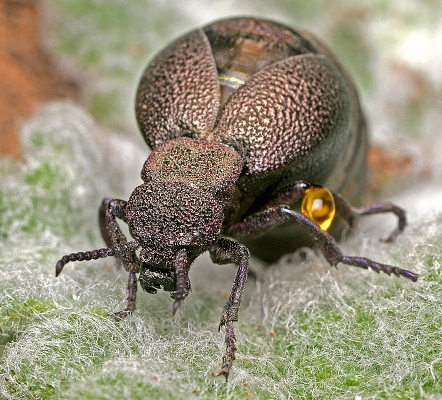 Meloe variegatus