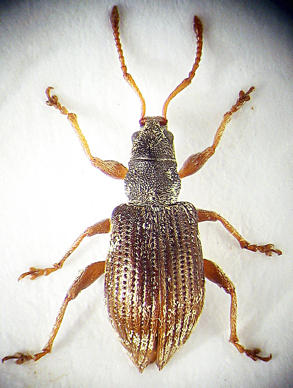 Oedecnemidius varius (Brulle, 1832)