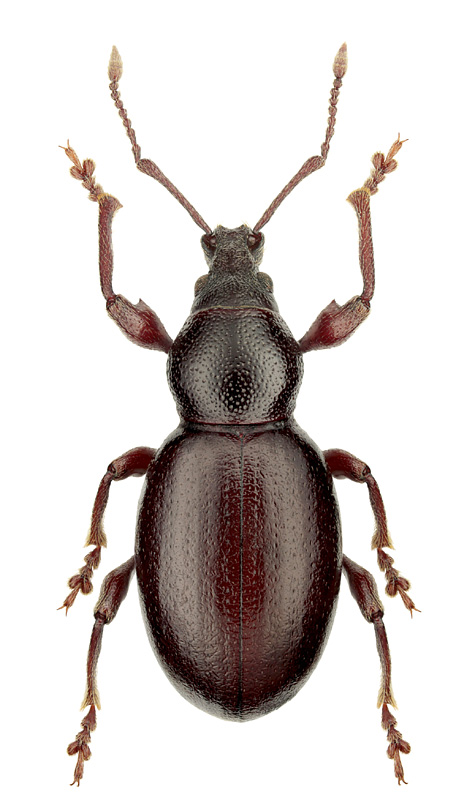 Otiorhynchus avaricus