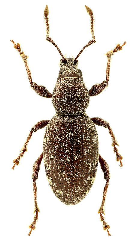 Otiorhynchus (Choilisanus) gr. cylindricus Stierlin, 1877